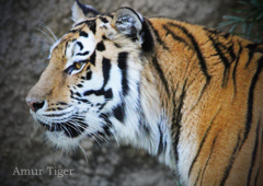 アムールトラ