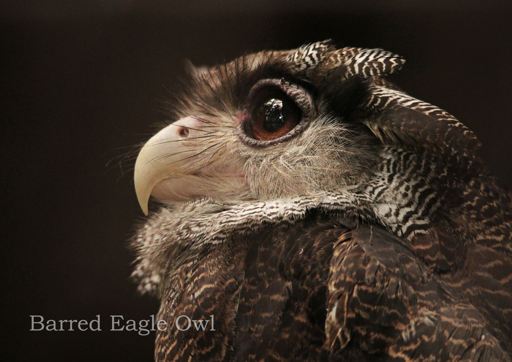 マレーワシミミズク