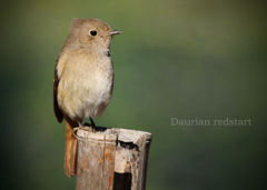 ジョウビタキ：Daurian redstart