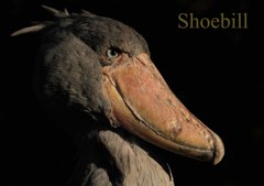 ハシビロコウ