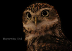 アナホリフクロウ