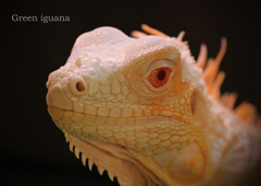 グリーンイグアナ（アルビノ）