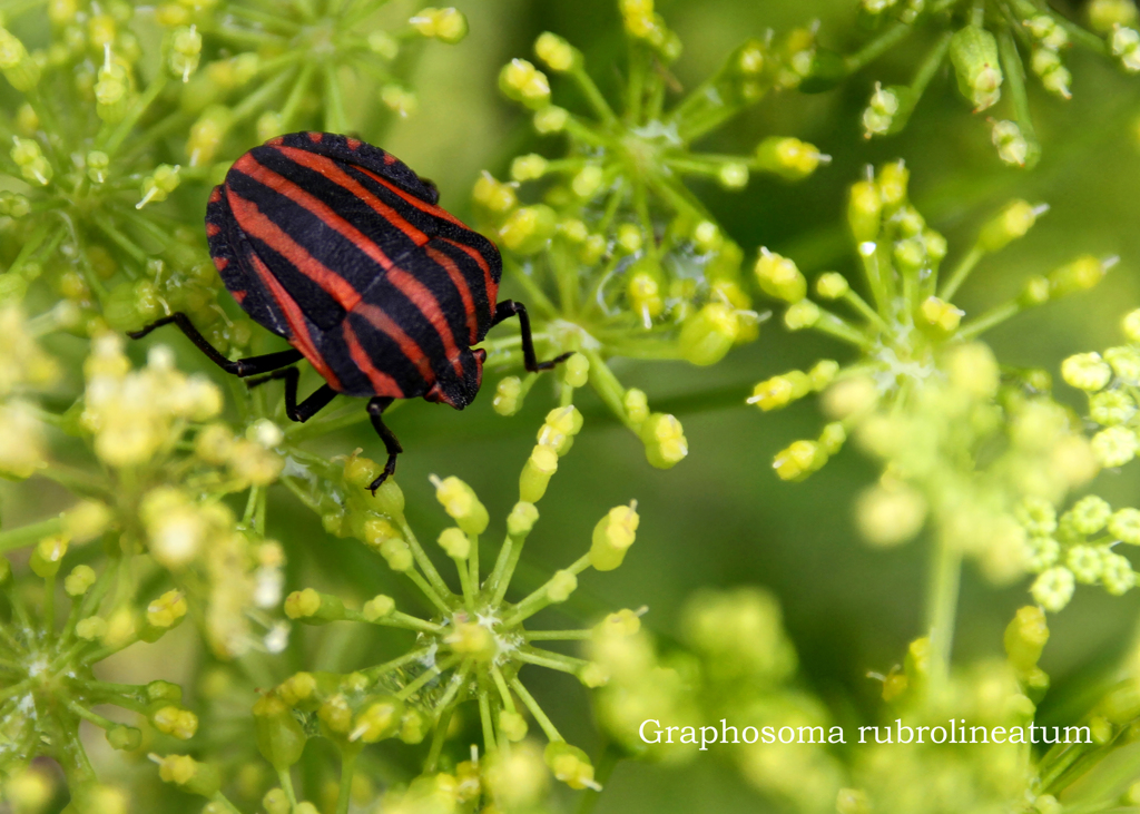 アカスジカメムシ