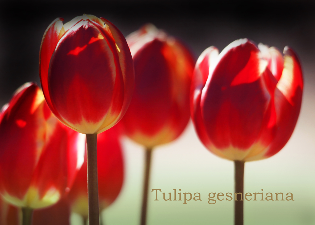 チューリップ