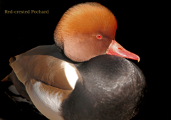 アカハシハジロ アカハシハジロ