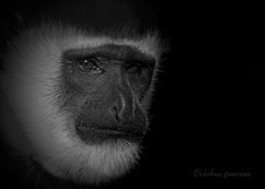 アビシニアコロブス