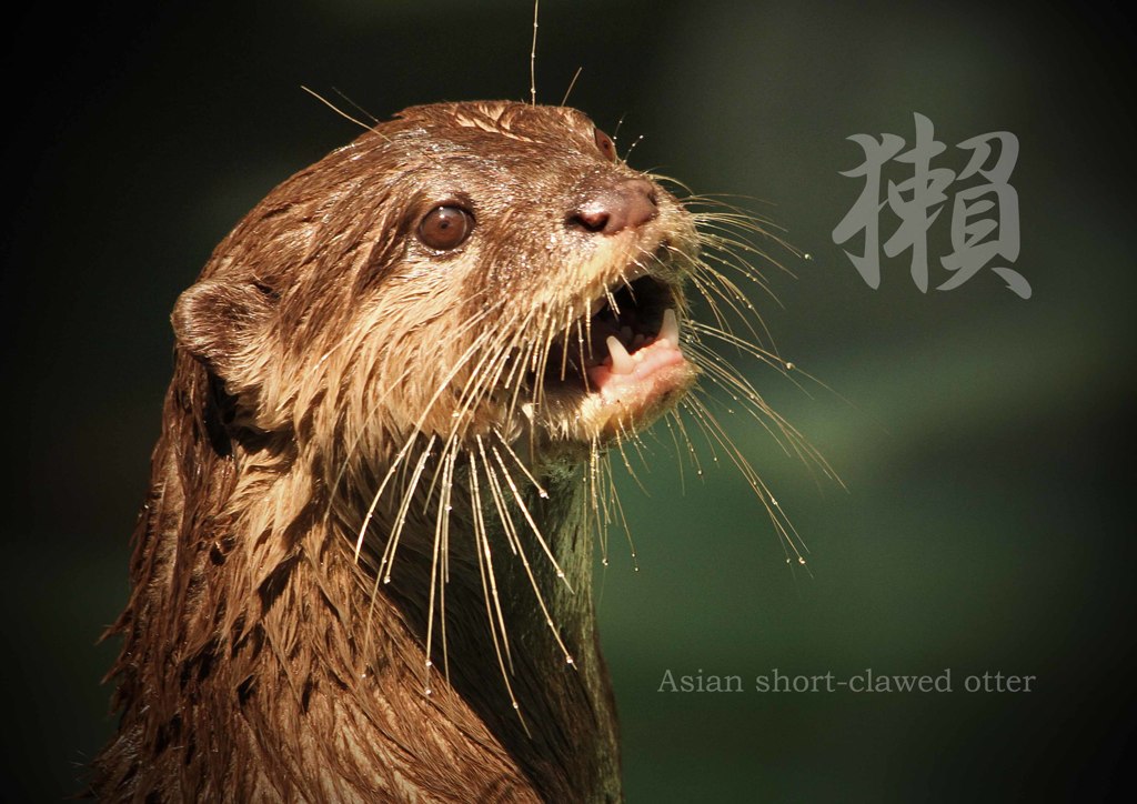 コツメカワウソ