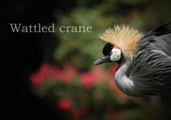 ホオジロカンムリヅル