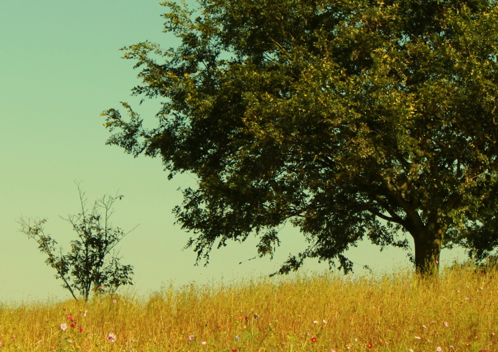 大きな樹と小さな木