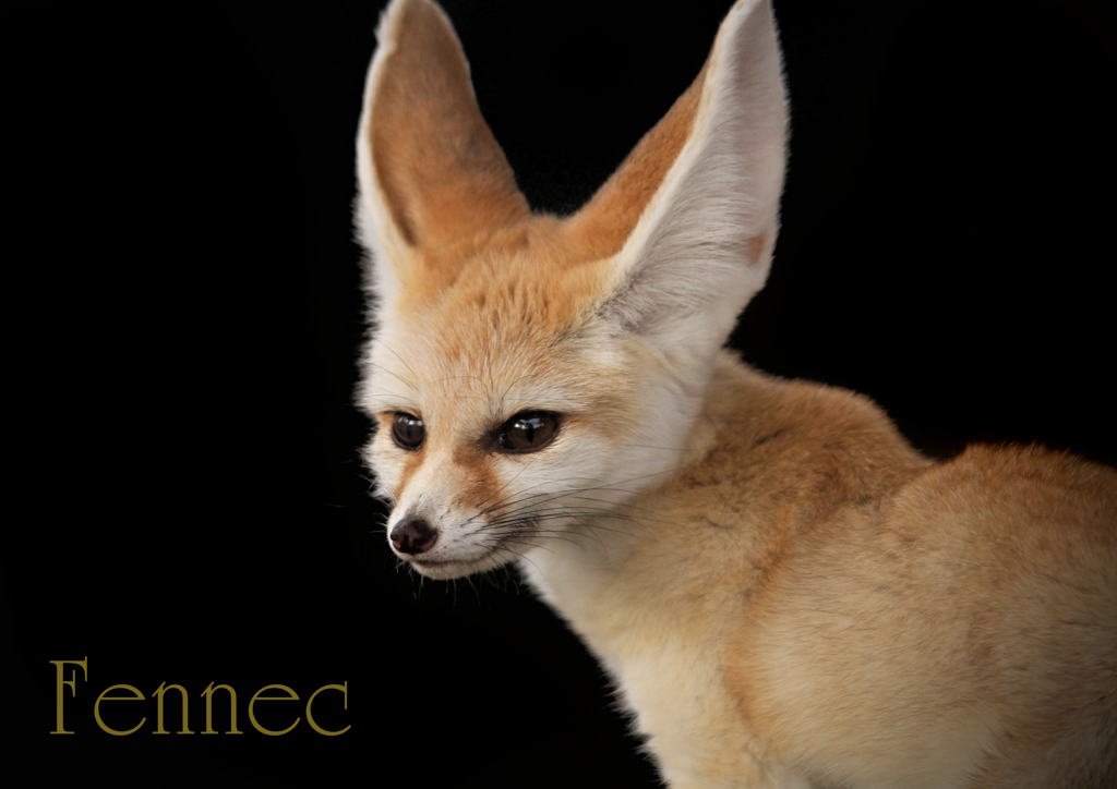 フェネック