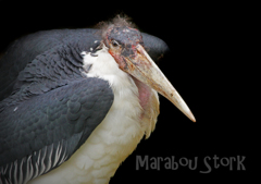アフリカハゲコウ：Marabou Stork