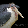 アフリカハゲコウ：Marabou Stork