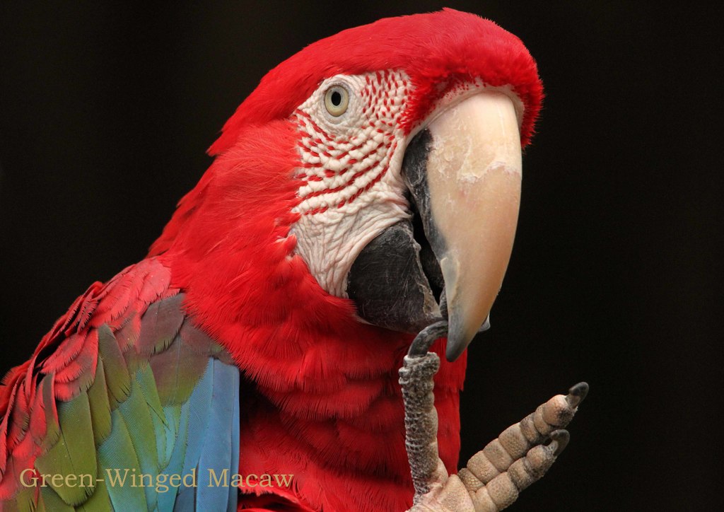 ベニコンゴウインコ