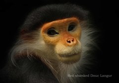 アカアシドゥクラングール