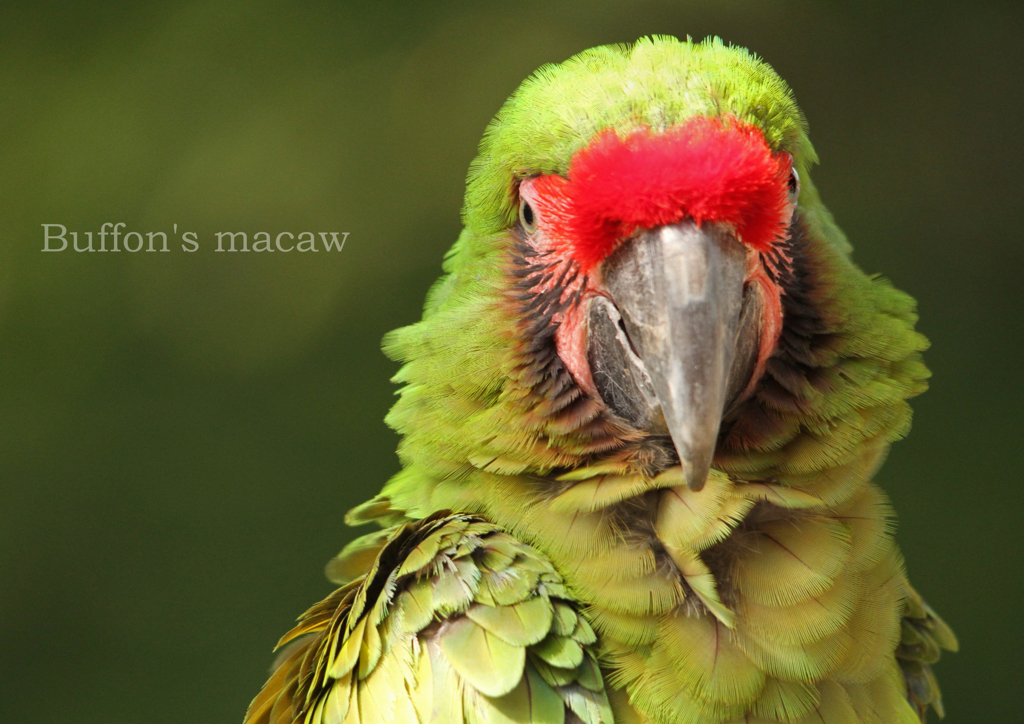 ヒワコンゴウインコ
