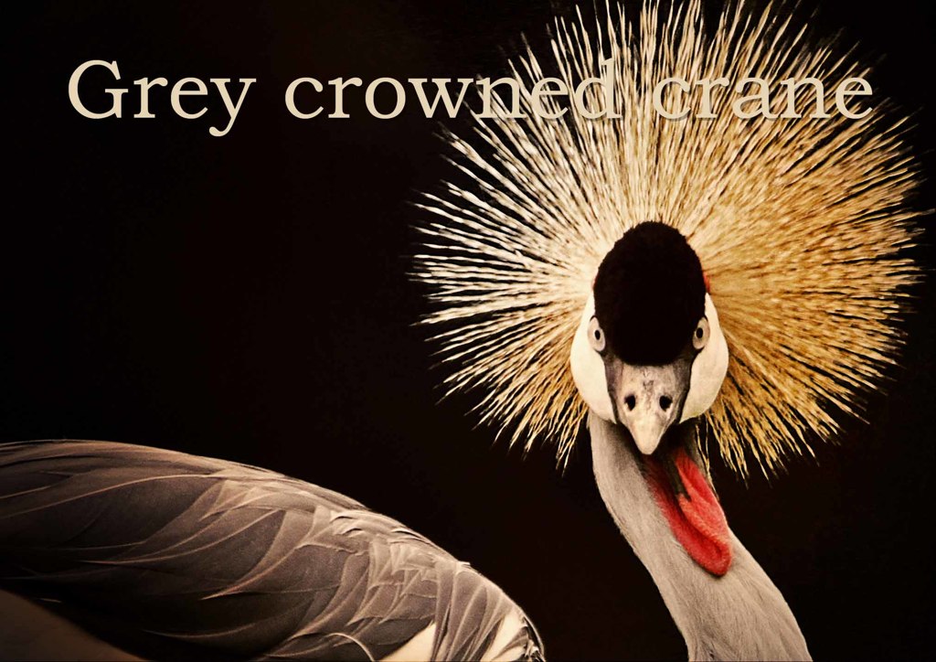 ホオジロカンムリヅル