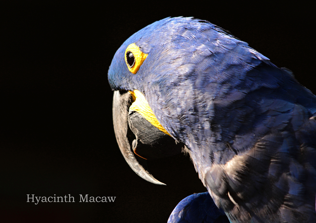 スミレコンゴウインコ