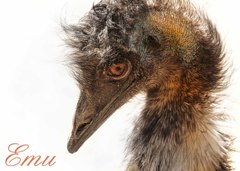 エミュー