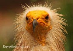 エジプトハゲワシ