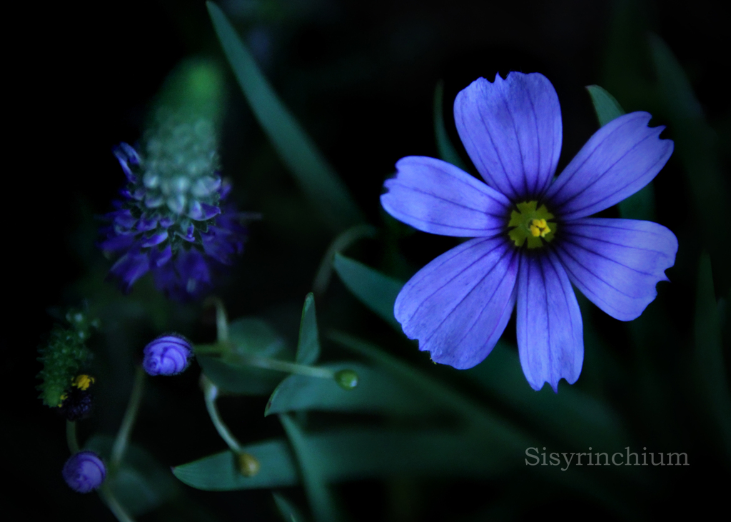 シシリンキウム