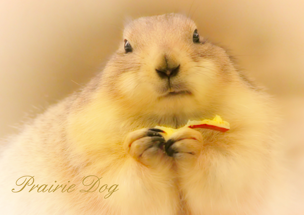 オグロプレーリードッグ