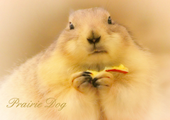 オグロプレーリードッグ