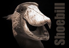 ハシビロコウ