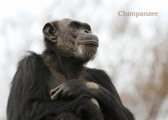 チンパンジー