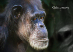 チンパンジー