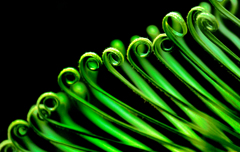 Green melody