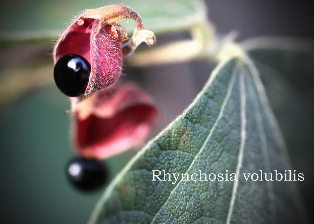 201811IMG_8733-zz-＊