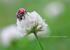 ナナホシテントウ