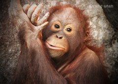 オランウータン