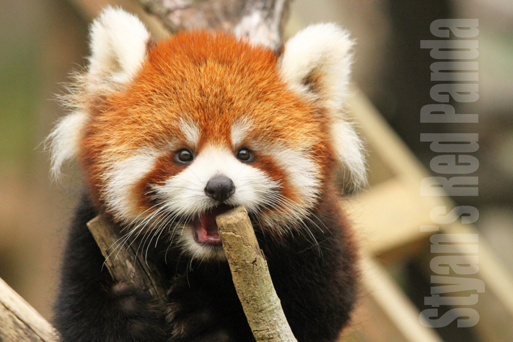 シセンレッサーパンダ