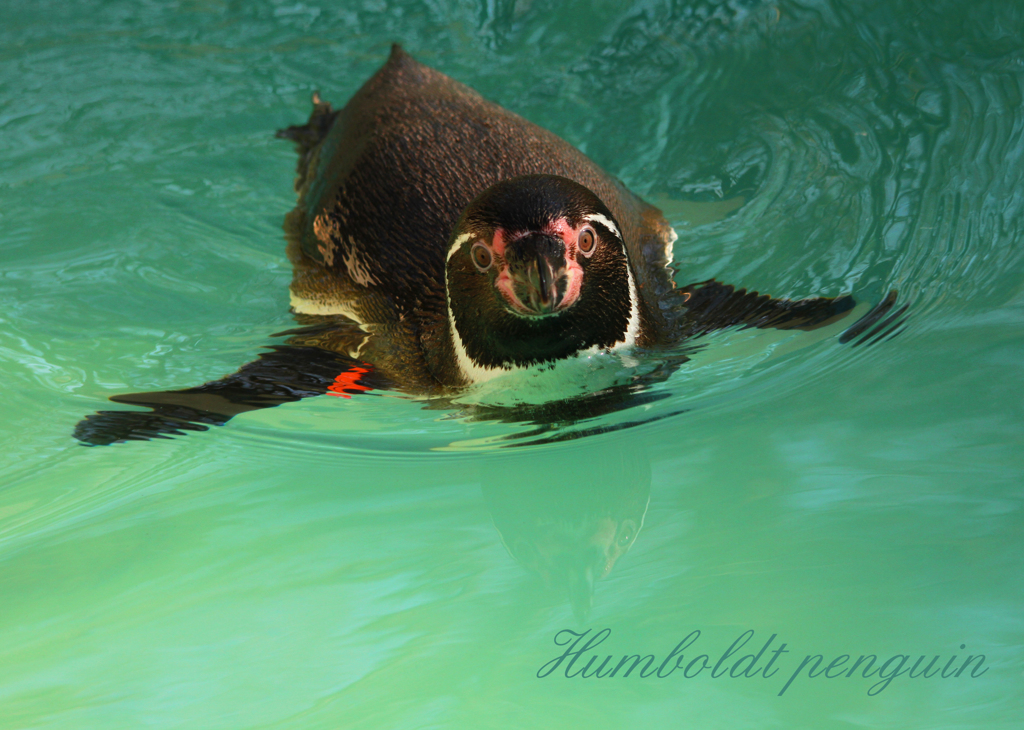 フンボルトペンギン
