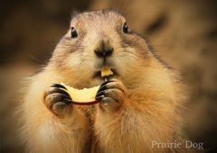 オグロプレーリードッグ