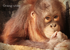 オランウータン