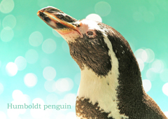 フンボルトペンギン