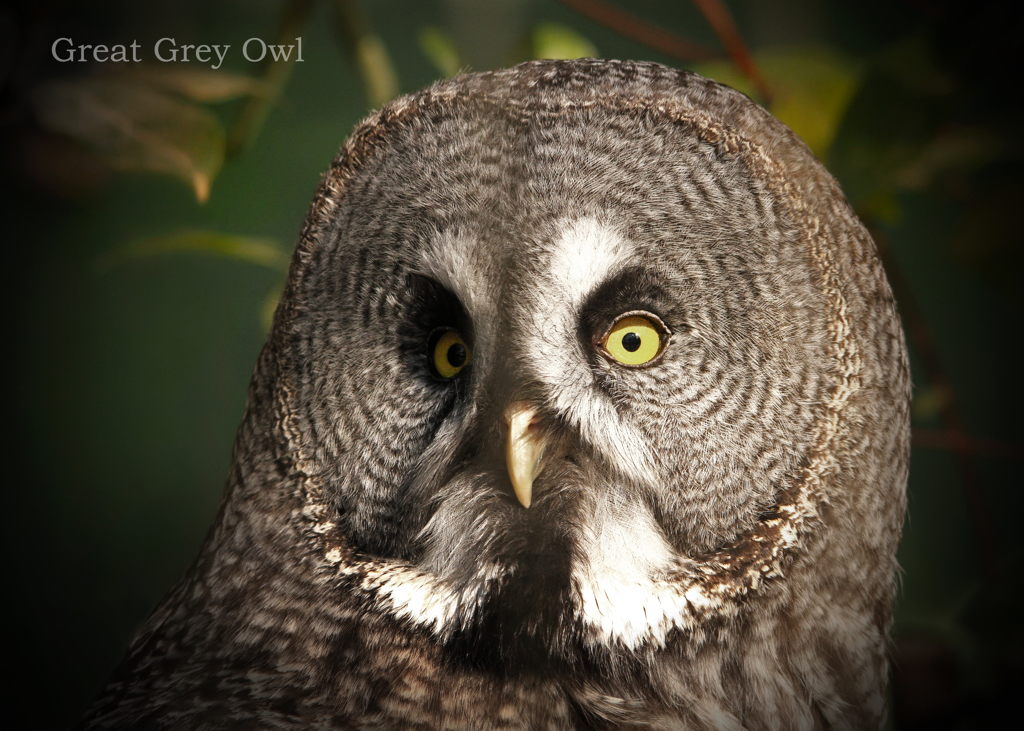 カラフトフクロウ