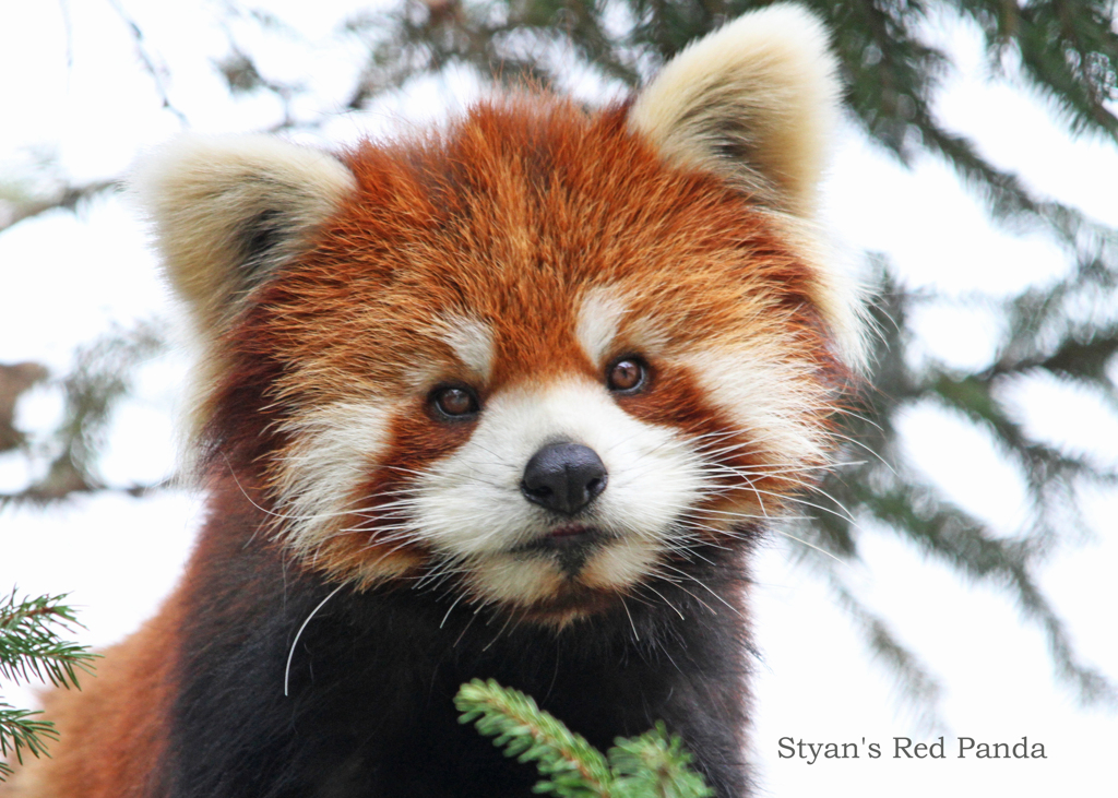 シセンレッサーパンダ