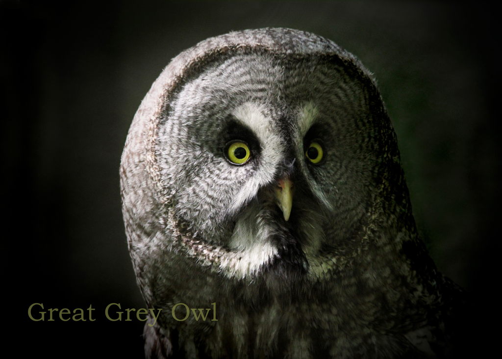 カラフトフクロウ