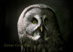 カラフトフクロウ