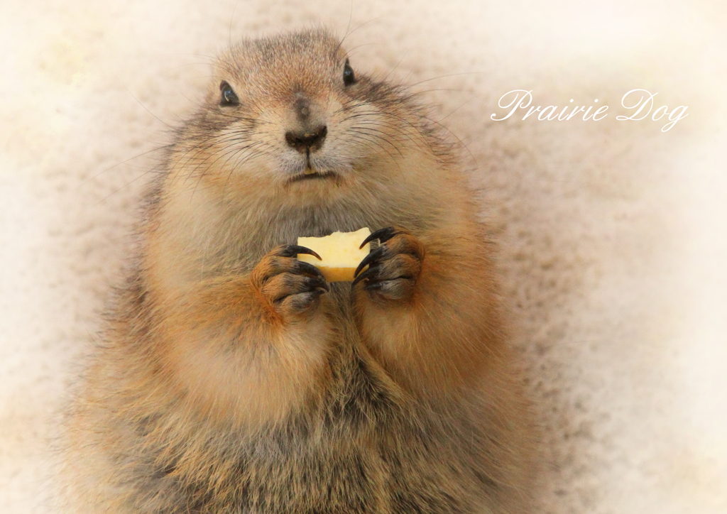 オグロプレーリードッグ