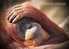 オランウータン