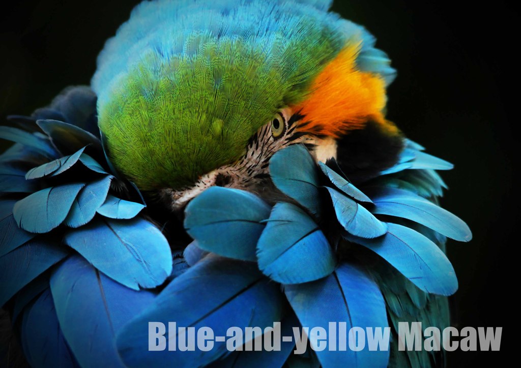 ルリコンゴウインコ