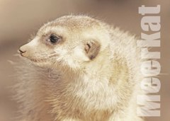 ミーアキャット