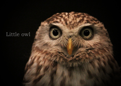 コキンメフクロウ