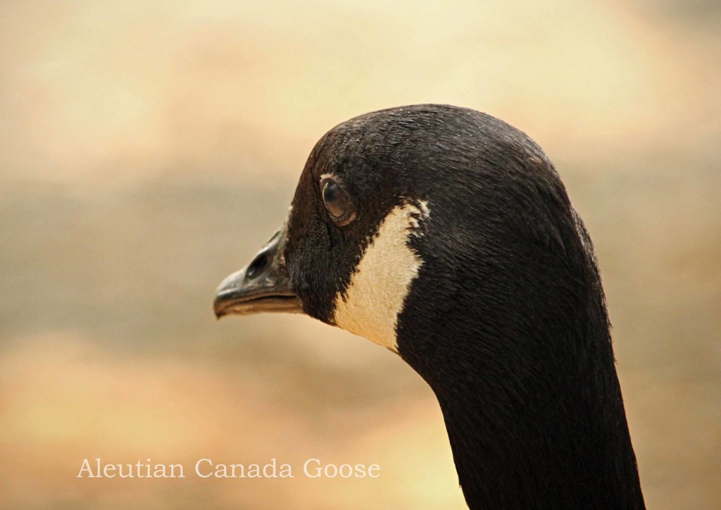 シジュウカラガン
