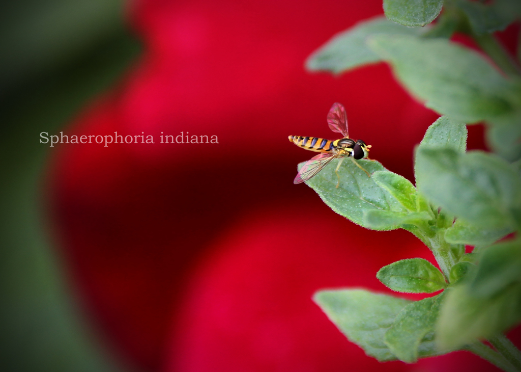 ミナミヒメヒラタアブ