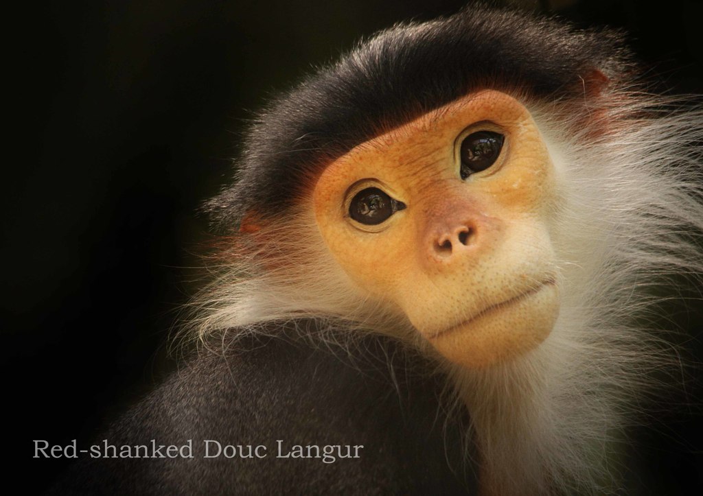 アカアシドゥクラングール